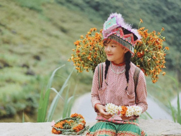 Ghé Hà Giang chiêm ngưỡng mùa hoa dại rực rỡ, mọc trên sỏi đá vẫn đầy sức sống