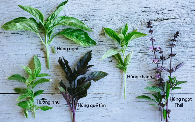Húng quế có tác dụng gì mà được chuyên gia gọi là “thần dược”? Cách làm nước lá húng quế vừa ngon vừa bổ 2 Húng quế có tác dụng gì mà được chuyên gia gọi là “thần dược”? Cách làm nước lá húng quế vừa ngon vừa bổ - 1