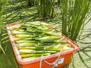 Sức khỏe - 5 loại rau củ có nhiều ký sinh trùng nhất, nấu sôi chưa chắc đã chết nhưng nhiều người lại thích ăn sống