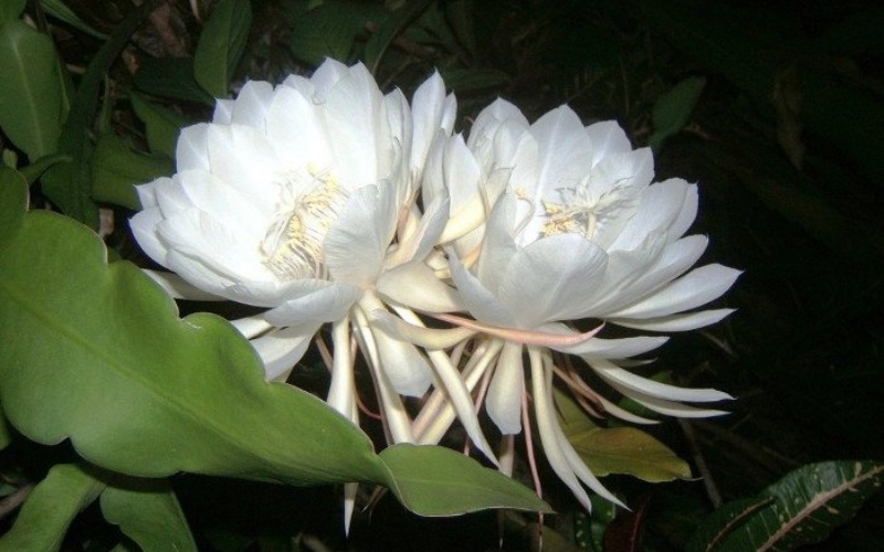 1. Hoa Quỳnh Kadapul

Đây là một loài hoa thuộc họ với hoa quỳnh ở Việt Nam, nhưng cực kì hiếm có, chỉ có thể tìm thấy trong rừng ở Sri Lanka. Hoa mang sắc trắng tuyệt đẹp, tỏa ra mùi thơm rất dễ chịu.
