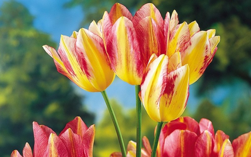 6. Hoa tulip thế kỷ 17

Loài hoa này khác với hoa tulip phổ biến hiện nay, nó mang màu vàng hoặc vàng sữa, xen lẫn các đường vân màu đỏ uốn lượn trên từng cánh hoa.
