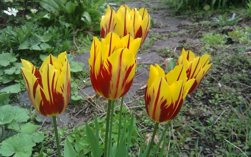 Giống tulip cổ thế kỷ 17 được cho là đắt đỏ và hiếm gặp nhất trong các loài hoa tulip khác. Rất hiếm để có được một bó tulip cổ thế kỷ 17, và giá của nó rơi vào khoảng 5.700 USD/bó (khoảng 129,9 triệu đồng).
