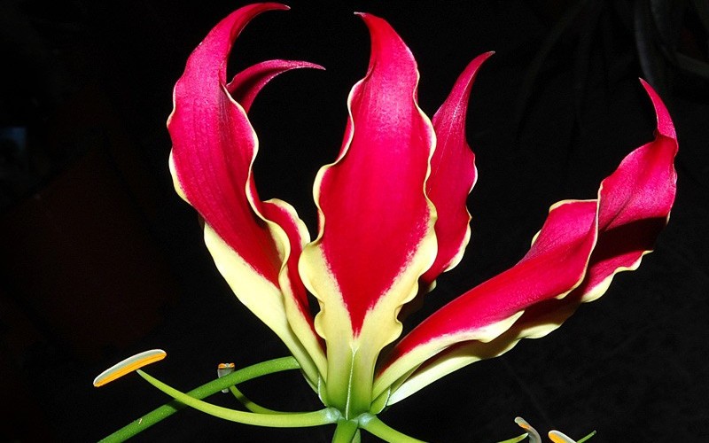 7. Hoa Gloriosa

Loài hoa này có tên gọi khác là hoa Lily lửa, ở Việt Nam được gọi là hoa ngót nghẻo, ngắc nghẻo, thuộc họ Tỏi độc. Sở dĩ gọi như vậy vì tất cả bộ phận của hoa đều có độc.
