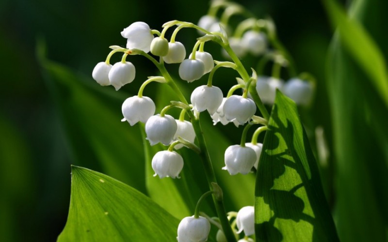 8. Hoa linh lan

Loài hoa này hay còn gọi là hoa chuông vì vẻ ngoài giống như chiếc chuông nhỏ. Hoa có màu trắng muốt tinh khiết, tỏa ra mùi hương rất dễ chịu.
