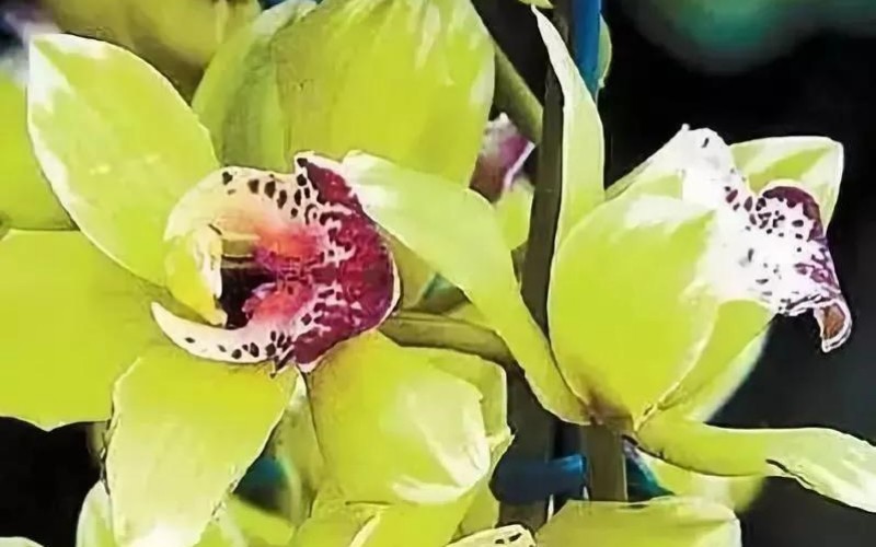 3. Hoa phong lan Nongke Thâm Quyến

Loài hoa này không có trong tự nhiên mà được lai tạo trong phòng thí nghiệm bởi các nhà khoa học nông nghiệp Trung Quốc. Được biết, các nhà nghiên cứu đã mất 8 năm mới có thể cho ra đời 1 cây.
