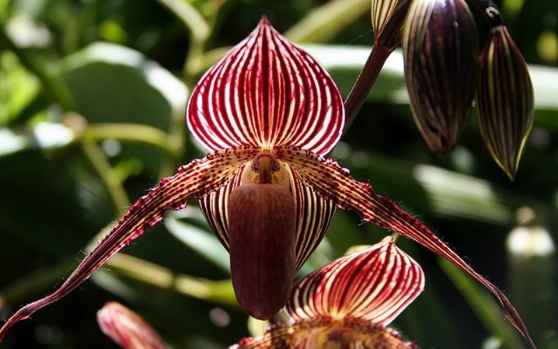4. Hoa Gold of Kinabalu Orchid

Đây là một loài hoa lan, tên thường gọi là lan Rothschild, được mệnh danh là vàng của Kinabalu Orchid bởi nó chỉ có duy nhất tại Vườn quốc gia Kanabalu tại Malaysia.
