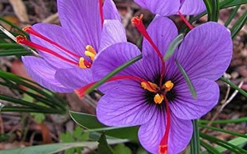 5. Hoa nghệ tây

Đây là loài hoa bản địa của Tây Nam Á, không thể tự phát triển tự nhiên mà cần sự can thiệp của con người. Hoa có màu tím, mỗi bông có 3 nhụy và phần nhụy này được thu hoạch để làm dược liệu, gia vị.
