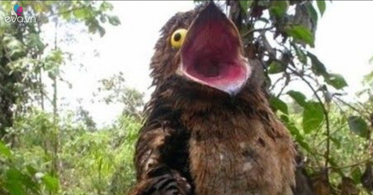 Ngủ ngày cày đêm, loài chim có ngoại hình quái dị, hình dạng như khúc ...