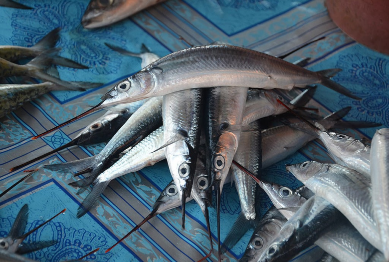 Chúng sống ở nhiều môi trường khác nhau nên kích thước sẽ có sự chênh lệch đáng kể.