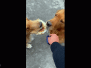 Clip Eva - Clip: Bị chủ đối xử không “công bằng” chú chó có hành động thú vị