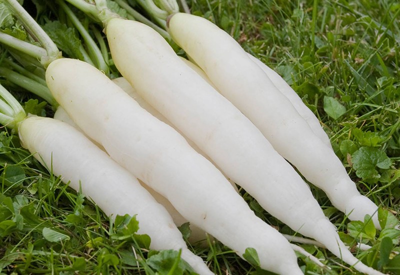 Các bạn cũng nên lưu ý, củ cải bình thường có màu trắng tự nhiên, hoặc trắng có lẫn chút đất. Nếu trông đặc biệt trắng và bóng thì có thể đã bị ngâm thuốc tẩy trắng để bắt mắt hơn.
