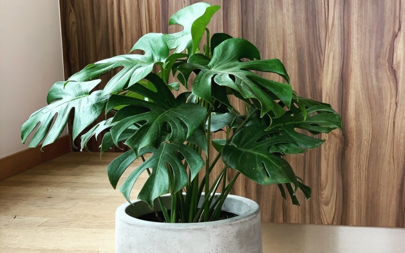 15. Monstera

Monstera hay còn được gọi là trầu bà lá xẻ, là một loại cây thích hợp trồng trong nhà vì cây ưa bóng râm, sợ ánh nắng trực tiếp. Bởi khi tiếp xúc với ánh nắng trực tiếp cây dễ bị cháy lá, chết cây.
