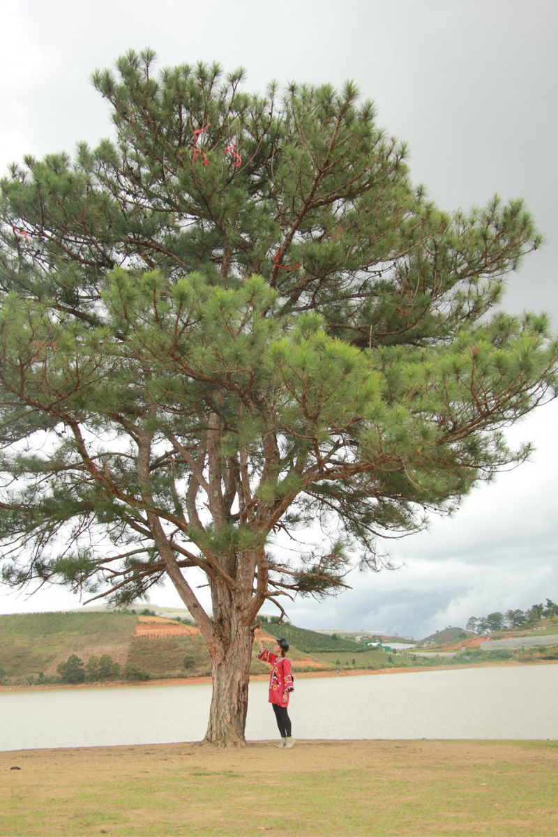 Không gian xung quanh khu vực cây thông cô đơn Đà Lạt cực thoáng, rộng, hòa giữa thiên nhiên tuyệt đẹp.
