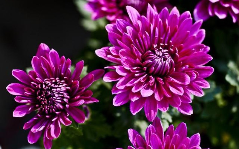 6. Hoa cúc

Hoa cúc là một trong số những loài hoa không chỉ đẹp để ngắm mà còn có tác dụng chữa bệnh và chăm sóc sức khỏe. Từ lâu, hoa cúc đã được dùng làm nguyên liệu trong ẩm thực cung đình.
