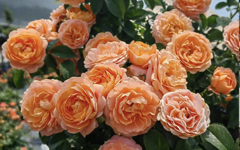 7. Hoa hồng

Ngoài vẻ ngoài xinh đẹp, hoa hồng còn có tác dụng điều hòa sức khỏe cho phụ nữ, bởi rễ, lá và hoa của nó có thể dùng làm thuốc. Hoa hồng có tác dụng kích thích tuần hoàn máu, điều hòa kinh nguyệt, giải độc, giảm sưng tấy, làm đẹp và dưỡng ẩm cho da.
