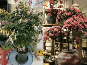 Nhà đẹp - 10 loại “hoa cứu mạng” nhất định phải có vài chậu trong nhà, vừa đẹp vừa dễ chăm sóc, người sẽ luôn khỏe mạnh