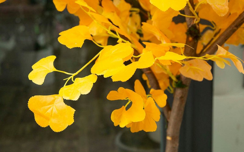 6. Cây ngân hạnh

Cây ngân hạnh còn được gọi là cây bạch quả, là một loài cây thân gỗ lâu năm. Ban đầu lá có màu xanh ngọc, vào mùa lá cây sẽ chuyển thành màu vàng trông rất đẹp mắt. Trồng một chậu trong nhà sẽ làm sáng bừng cả không gian sống.
