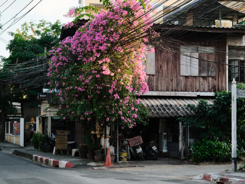 Bạn nên tới Chiang Mai vào khoảng từ tháng 11 đến tháng 4. Đây là lúc thời tiết Chiang Mai đẹp nhất trong năm, không khí mát mẻ có nắng nhưng không gay gắt và ít mưa. 
