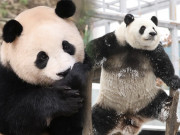 Lifestyle - Loạt "đỉnh lưu trong truyền thuyết" của hội gấu trúc năm 2023