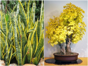 Nhà đẹp - Những loài cây “mạ vàng dát bạc”, trồng một chậu trông nhà sang hẳn, lại hút tài gọi lộc