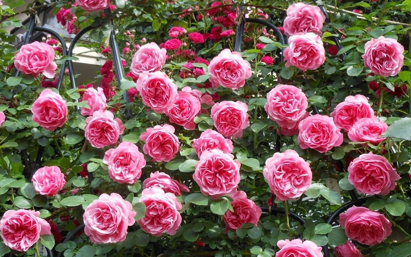 8. Hoa hồng

Có rất nhiều loại hoa hồng, nhiều loại nở quanh năm. Không những vậy, hoa hồng còn có thời gian ra hoa dài, màu sắc rực rỡ, mùi thơm nhẹ nhàng, quyến rũ làm say lòng người.
