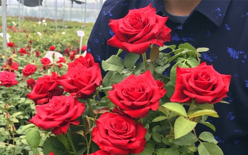 Ở miền Nam khi thời tiết ấm áp, nhiều loại hoa hồng có thể nở quanh năm. Khi chăm sóc loại hoa này, bạn nên trồng ở nơi có nhiều nắng, bổ sung chất dinh dưỡng và cắt tỉa thường xuyên.
