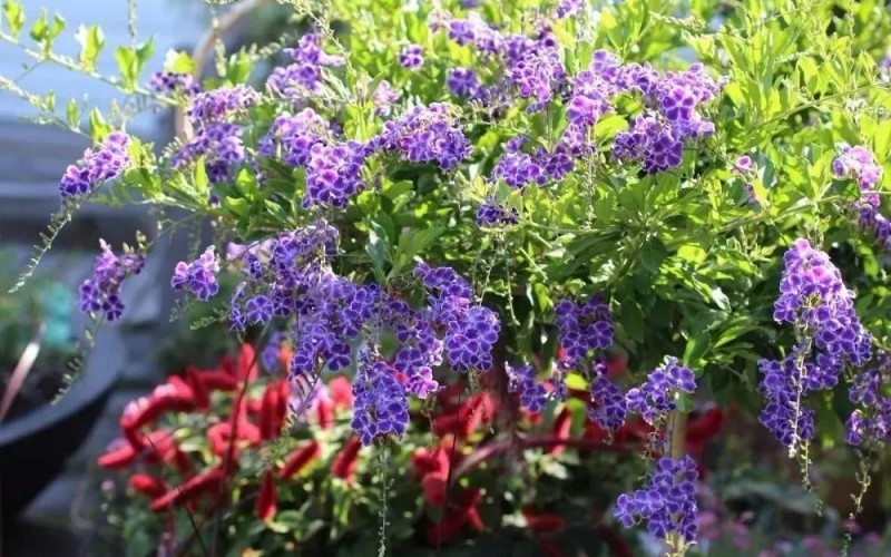3. Hoa thanh quan

Loài hoa này còn có những tên gọi khác như rìa xanh, dâm xanh, chim chích, chuỗi xanh,… Hoa có màu xanh tím than, kết thành từng chuỗi trông rất đẹp mắt.
