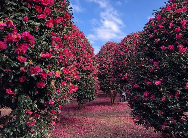 Đồi Camellia - nơi du khách có thể thả mình giữa vườn hoa trà nổi tiếng của đảo Jeju. Ngọn đồi này còn có hơn 6000 loài hoa dại nở theo mùa.