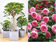 Nhà đẹp - 8 loài hoa nở chăm chỉ 300 ngày một năm, được mệnh danh là "cỗ máy ra hoa"