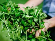 Sức khỏe - Loại rau được CDC Mỹ gọi là "siêu rau" vì cực giàu dinh dưỡng, ở Việt Nam trồng dễ như cỏ nhưng nhiều người ghét ăn
