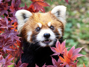 Thánh lười nổi tiếng dễ thương như mèo, sát thương chỉ bằng một cái nhếch mép