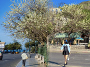 Có một mùa hoa đặc biệt ở Vũng Tàu, giới trẻ rần rần check in cuối năm