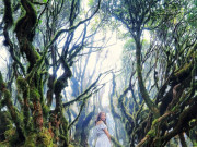 Lifestyle - Lạc vào khu rừng đẹp ma mị như truyện cổ tích, hóa ra nằm ngay ở 1 tỉnh phía Bắc