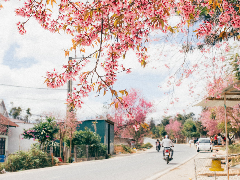 Cuối tháng 12 là thời điểm những con phố ở Đà Lạt bắt đầu nhuộm sắc hồng lãng mạn của loài hoa mai anh đào.

