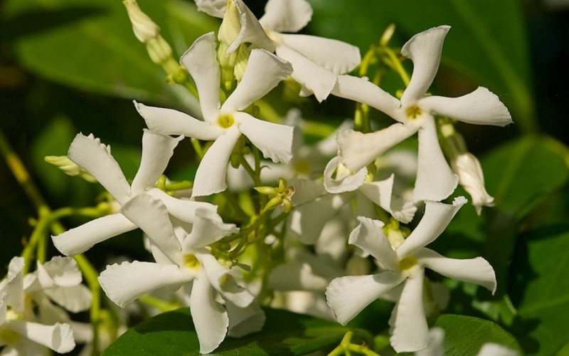 Hoa có mùi thơm, số lượng hoa nhiều và ra hoa quanh năm, nhưng nở rộ nhất là vào mùa hè. Cây có thể phát triển trong bóng râm, nhưng càng nhiều ánh nắng cây càng phát triển nhanh và ra hoa nhiều hơn. 
