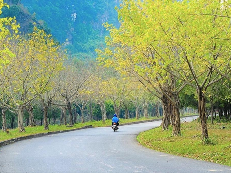Được trồng từ hơn 10 năm nay, con đường cây bồ đề dài gần 15 km nối giữa phố cổ Hoa Lư, khu du lịch sinh thái Tràng An và chùa Bái Đính đã trở thành điểm đến tham quan, check-in của nhiều du khách.
