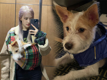 Chó cưng của Rosé (BLACKPINK): Quá khứ được nhận nuôi, trở thành boss siêu giàu