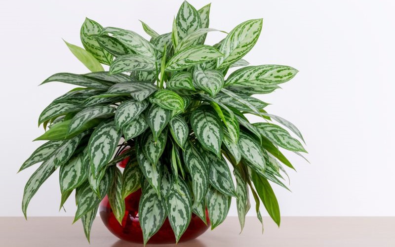 9. Tiểu bạch mã

Loại cây này có tên khoa học là Aglaonema Pseudobracteatum, tên tiếng Anh là Chinese evergreen plant. Ngoài việc nhả ra lượng oxy cao, loại cây này còn loại bỏ các chất độc hại như formaldehyde và benzen trong nhà.
