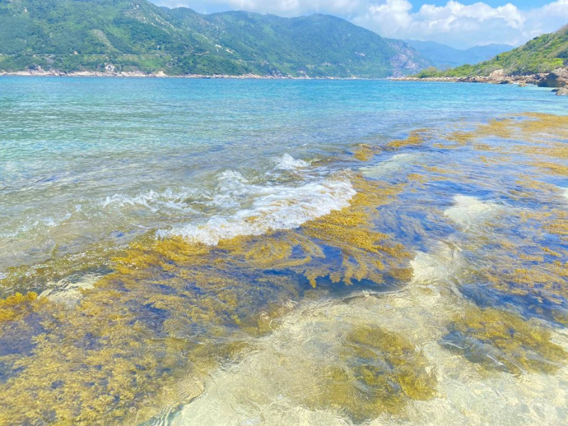Biển Phú Yên thì không cần phải bàn về độ trong và đẹp của nó, dòng nước trong xanh nhìn thấy tận cả đáy, không khí mát mẻ, những làn gió thổi bừng đầy sức sống.

