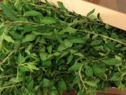 Cây trước làm hàng rào không ai nghĩ ăn được, nay là đặc sản lạ được ưa chuộng, giá 75.000 đồng/kg