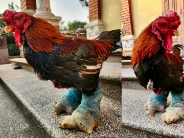 Ngắm gà đi tất, nằm đèn hồng ngoại giá khủng