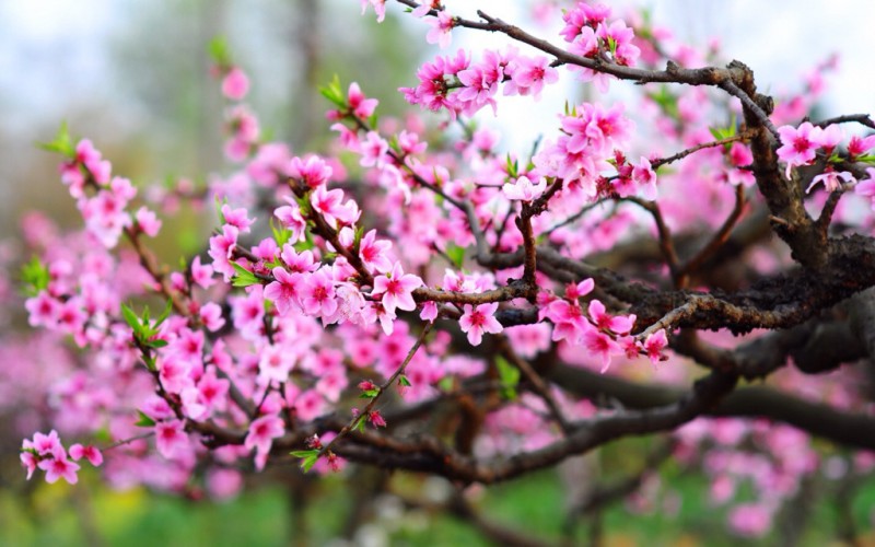 7. Cây đào

Cây đào là tinh hoa của ngũ hành và thường gắn liền với mùa xuân, vì cứ đến mùa xuân là hoa nở, báo hiệu một năm mới bắt đầu. Quả đào mang ý nghĩa trường thọ, có cuộc sống no đủ.
