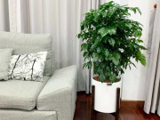 Nhà đẹp - 10 loại cây “cầu an” vừa đẹp vừa dễ chăm lại làm bùa hộ mệnh cho cả gia đình
