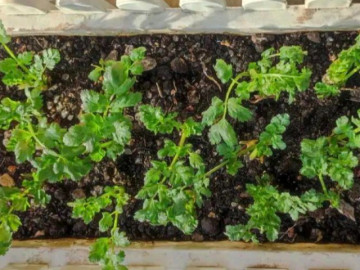 4 loại rễ rau đừng vứt vào thùng rác, hãy trồng vào chậu chúng sẽ phát triển thành vườn rau nhỏ trong 2 tuần