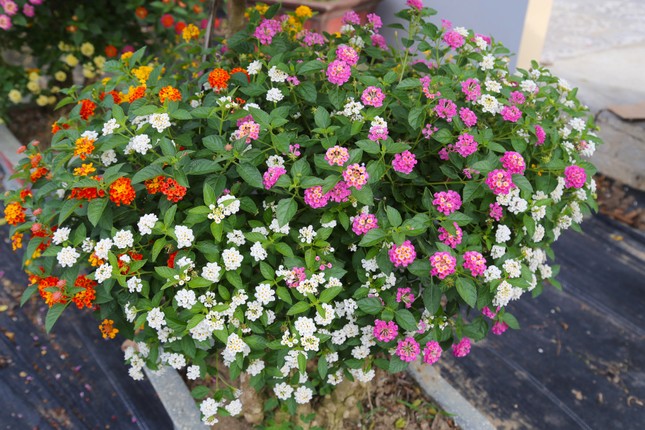 “Hoa dại” bung nở đầy sắc màu.