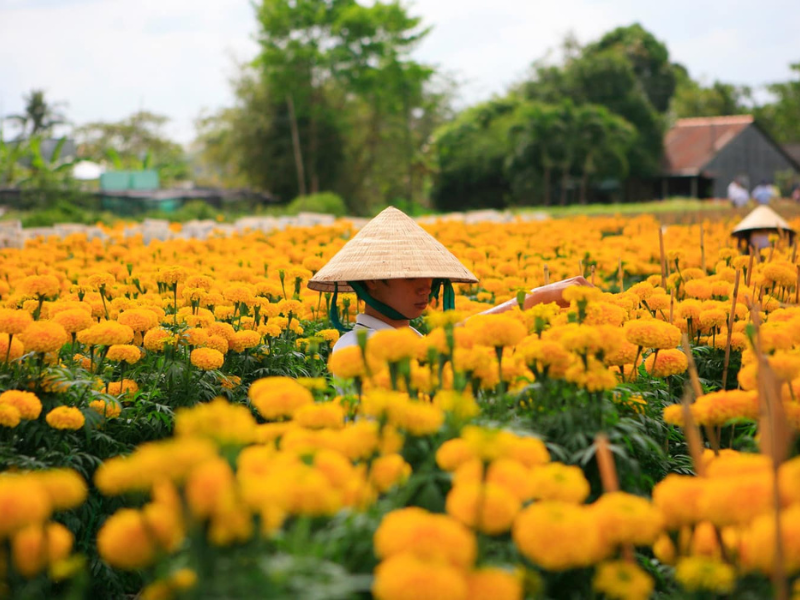 Bạn nên đi du lịch Sa Đéc vào dịp đầu tháng 12 âm lịch và cho tới trước 23 tháng chạp, vì nếu đi sau đó hoa đã được thu hoạch chuyển lên Sài Gòn để phục vụ cho nhu cầu hoa Tết của mọi nhà.

