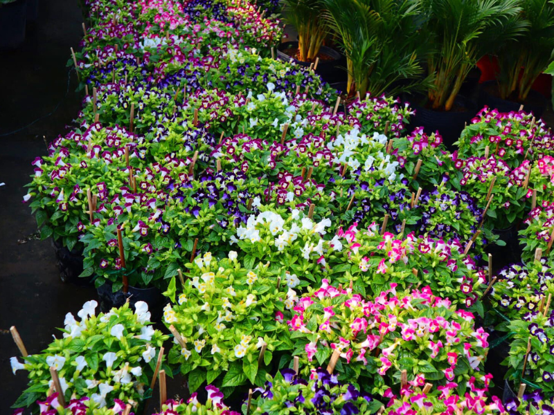 Làng hoa Sa Đéc mỗi năm ước tính trồng hơn 3.000.000 giỏ hoa để phục vụ khách du lịch mua sắm.

