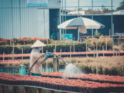 Lifestyle - Chiêm ngưỡng thủ phủ hoa lớn nhất miền Tây, cứ thấy hoa nở là thấy Tết