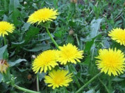 Sức khỏe - Loại cỏ dại mọc hoang khắp nơi ít người biết là thuốc phòng chống ung thư, hạ đường huyết, tốt cho gan