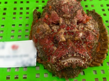 Loại cá nhìn 'xấu tợn', khách Hà Nội vẫn sẵn sàng chi nửa chỉ vàng tìm mua